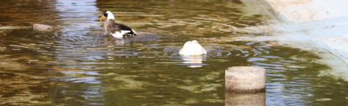 En la zona del lago se mantiene un área inundada para el cuidado de los patos