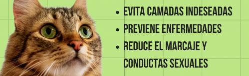 Campaña de esterilización felina