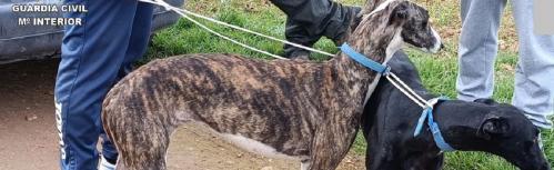 La Guardia Civil detiene a un integrante de una organización criminal dedicada a la caza furtiva con galgos (Fotografía: Guardia Civil)