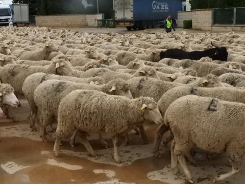 Paso de ovejas por Manzanares - noviembre 2018