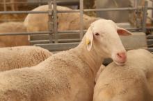129º subasta de sementales de raza ovina manchega (Fercam 2025)
