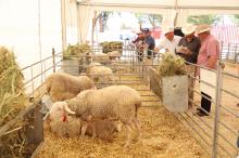 129º subasta de sementales de raza ovina manchega (Fercam 2025)