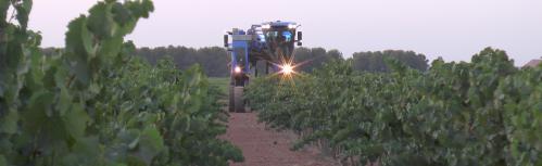 Recolección de la variedad Chardonnay en la DO La Mancha