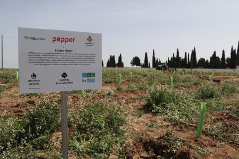 Terrenos del Sector 5 donde se plantó el bosque
