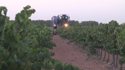 Recolección de la variedad Chardonnay en la DO La Mancha