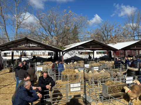 Subasta de sementales Agrama - febrero 2026