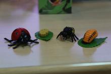 Taller de experimentos y curiosidades sobre insectos y otros bichos